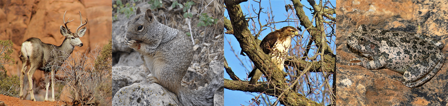 Wildlife in and around Grand Canyon Arizona