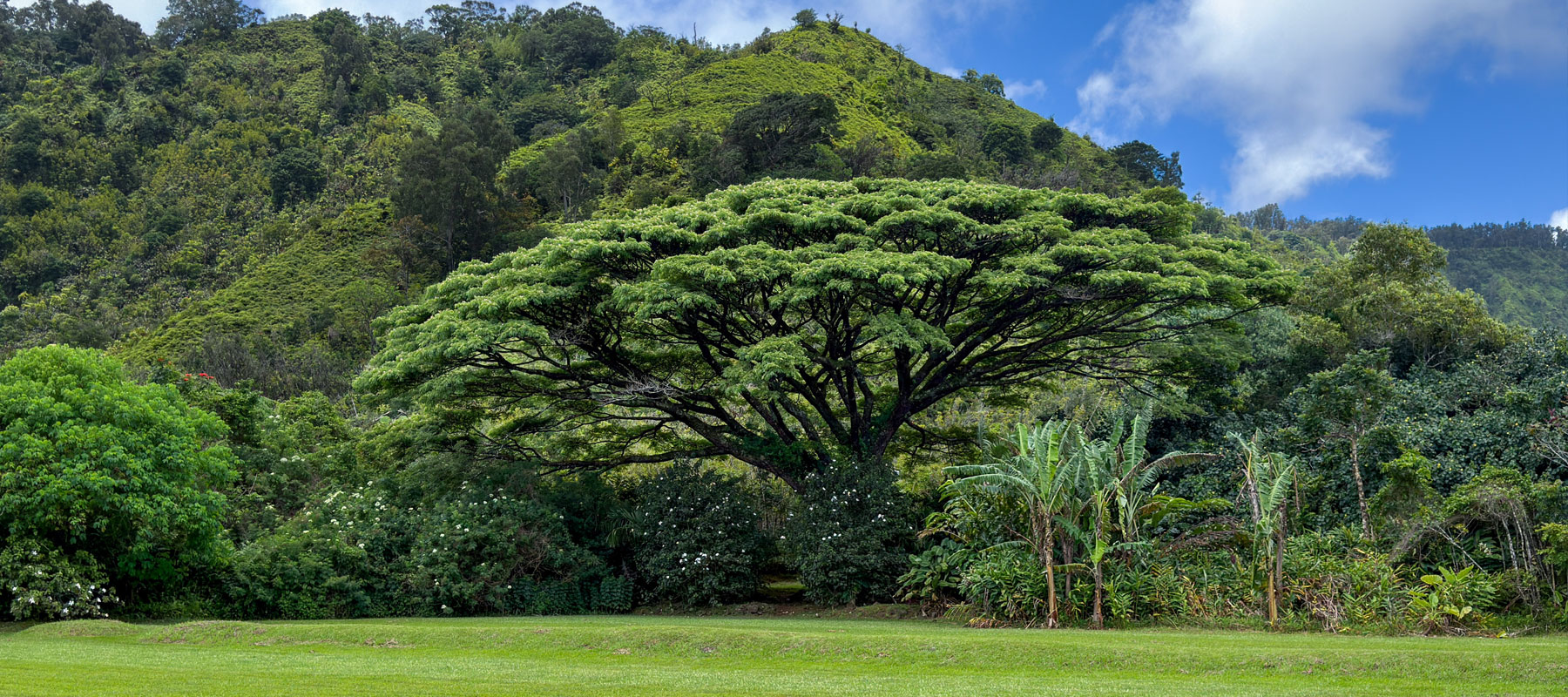 Monkeypod tree at the private Hana Rainforest landing area on Maui