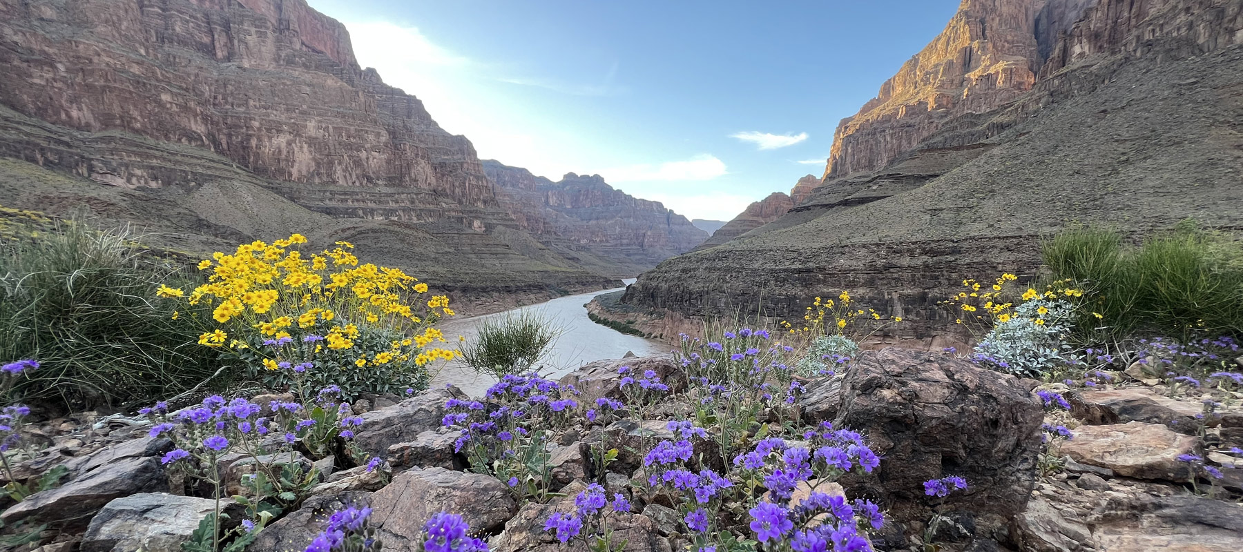 Wildflowers blooming among the rocky landscape of the Grand Canyon