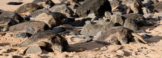 Discover How Hawaii Preserves Its Environment with These Unique Laws